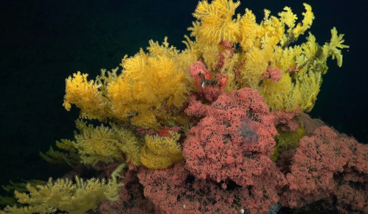 Laurinqueidae corals near the coast of Costa Rica