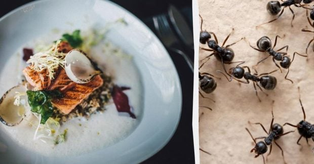 Restaurant owner in Seoul fined for using banned ants in desserts