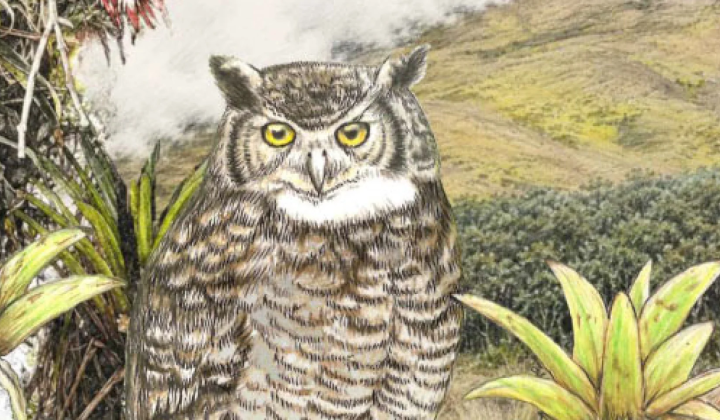 Rare Bubo jalca owl in the Andes