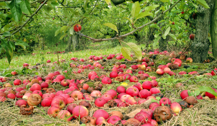 Ukrainian woman drying apples in Somerset