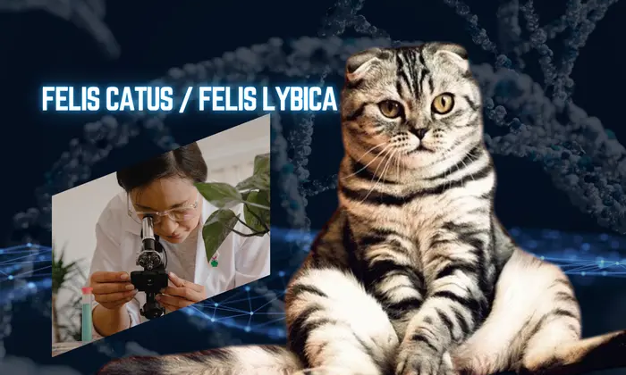 Кошка напряжена на фоне еды