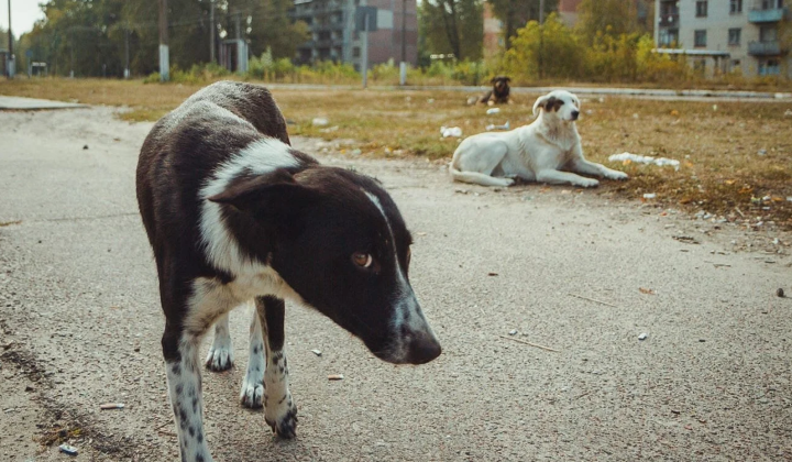 Unique Genetic Defenses Against Cancer and Radiation Found in Dogs Near Chernobyl Nuclear Power Plant