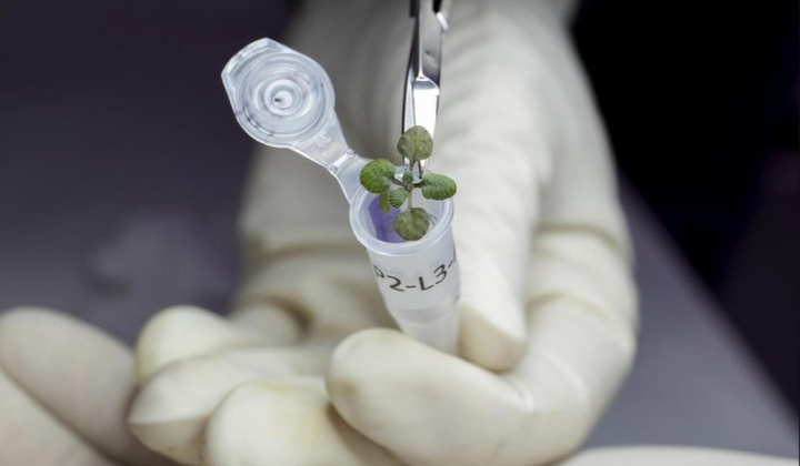 Первые растения выращены на Луне