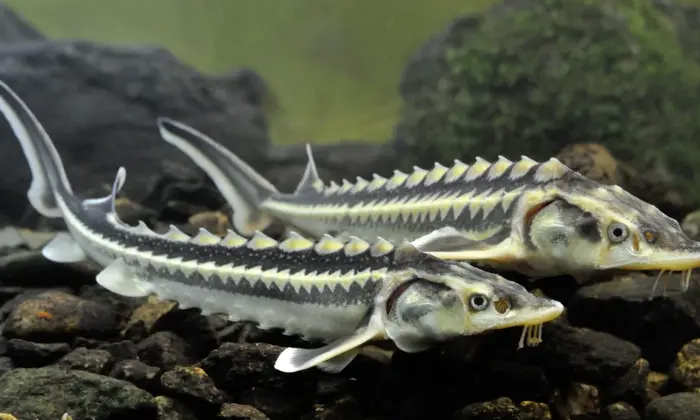 Осетри в ріці Дніпро