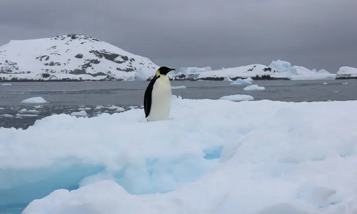 Украинские полярники встретили редкую птицу
