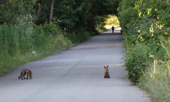 Дикая животное в городе