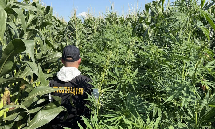 Поліція патрулює наркополя та ділиться результатами