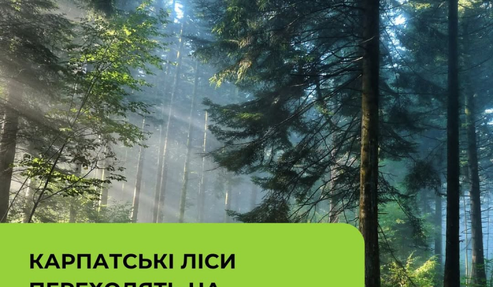 Carpathian forests protected from clearcuts