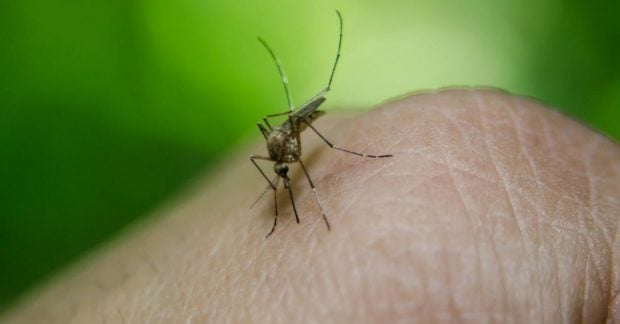 Heat caused deadly outbreaks of diseases from mosquitoes