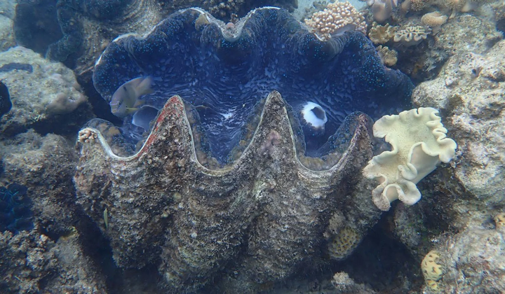 Giant clam preserved tropical seas climate
