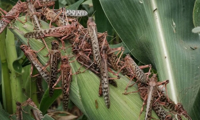 Сарани окупували газон у Запоріжжі