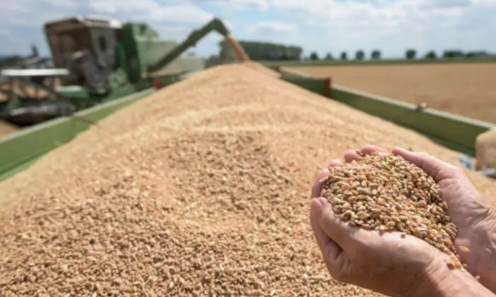 Зниження імпорту зерна та цукру в ЄС