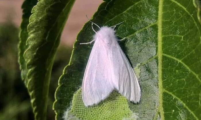 Американский белый мотылёк в Украине