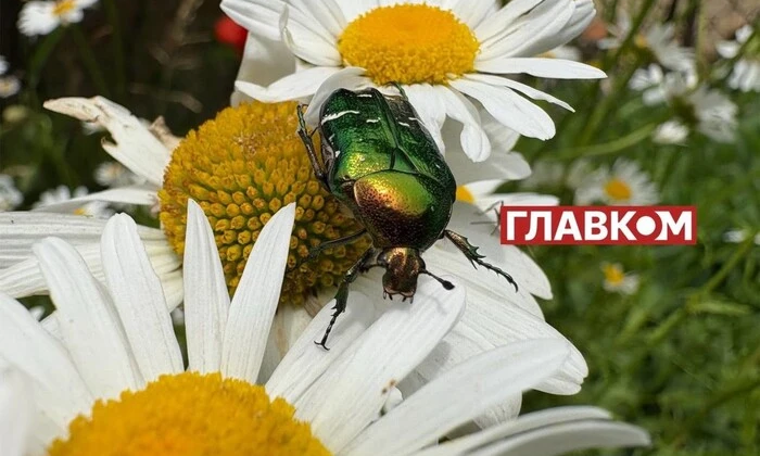 Прогноз погоди на 28 серпня