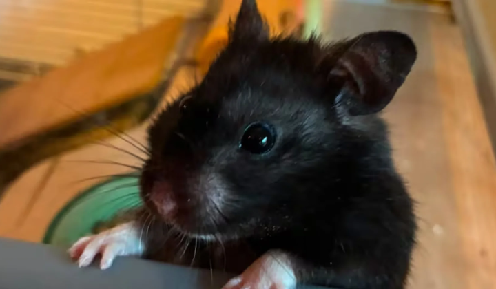 Hamster Moli Runs on Strava