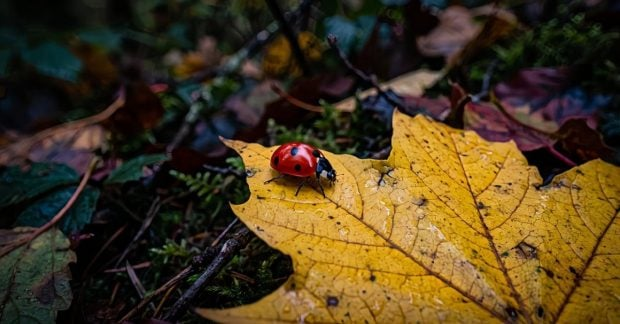 Фото бабиного літа в Україні