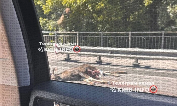 Автомобіль зіткнувся з лосем
