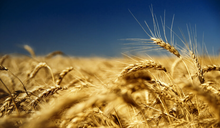 Зерновые поля в Украине