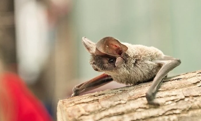 Тисячі колоній кажанів було знищено