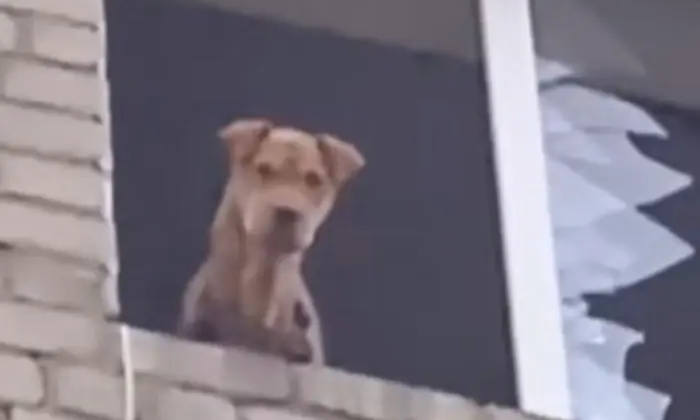 Dog rescued in Donetsk region