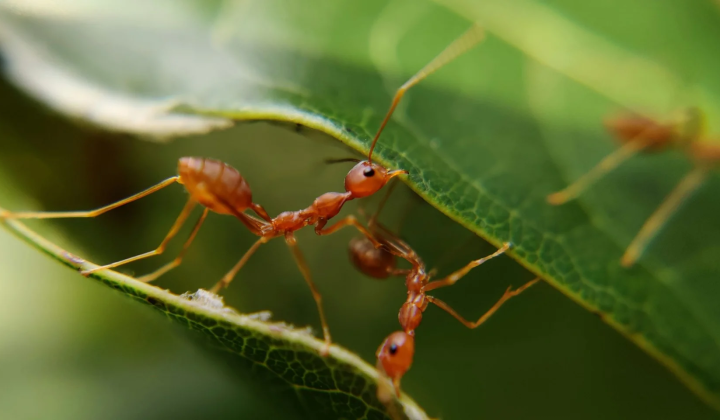 Mobile DNA elements in ants after dinosaur extinction