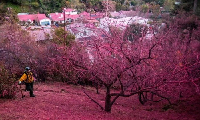 Постраждалий від пожеж Лос-Анжелес у рожевому