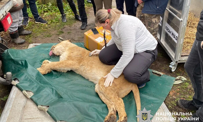 Дві левиці, які втекли з притулку