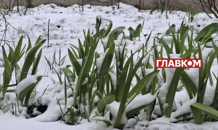 Негоду заморозков гроза урожай в Україні