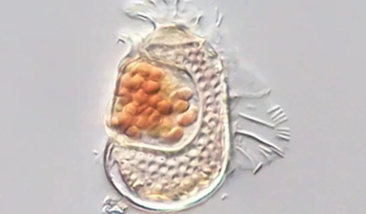 Archaea with one of the smallest genomes in the marine plankton near Japan