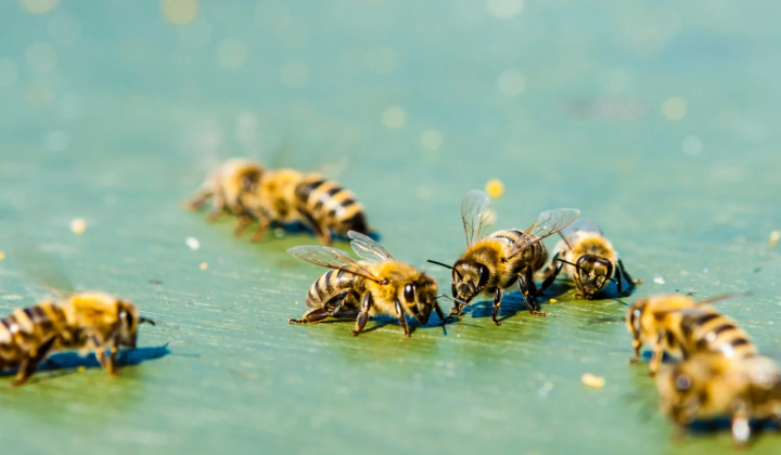 Chemical substance affects the bee brain
