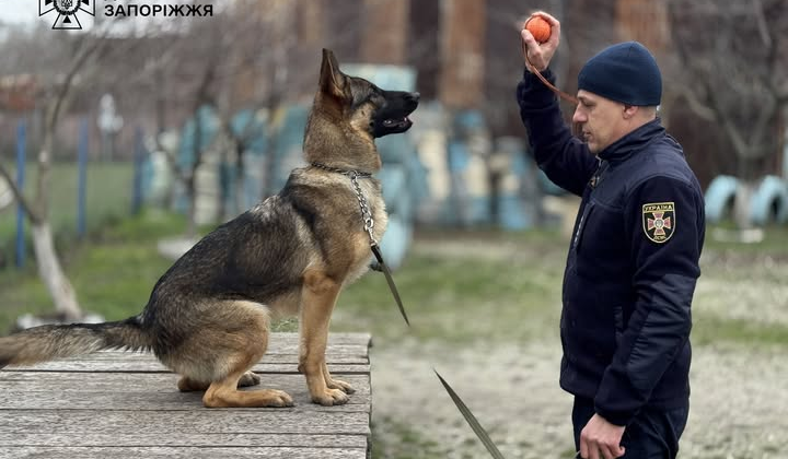 Новые спасательные собаки Мила и Нота ищут людей