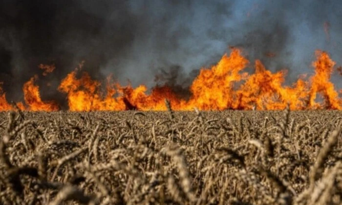 Збитки від російської агресії природі