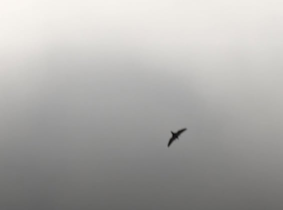 Дроны тестируются украинской обороною на заповітній території