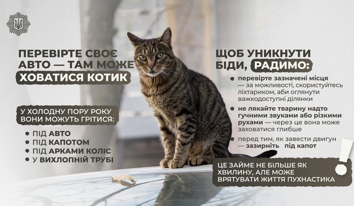 Котик в автомобілі перед поїздкою