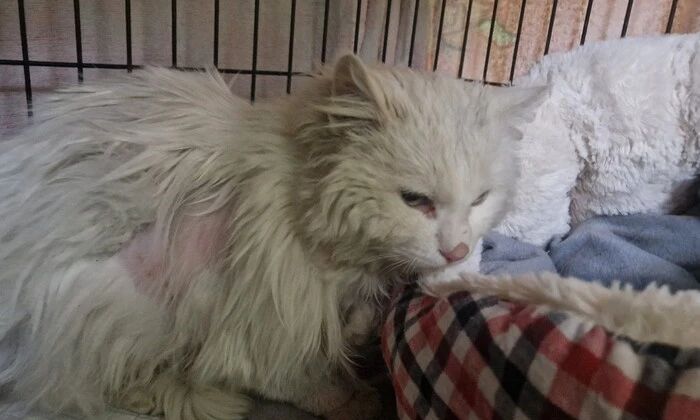 Кот в мешке среди мусора в Кропивницком