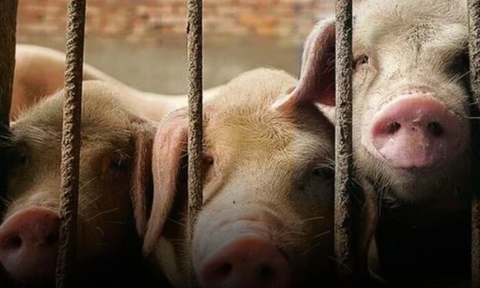 Свині в селі