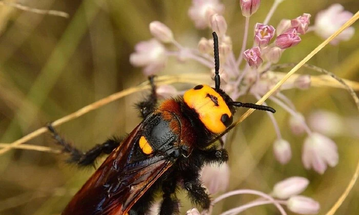 Напад величезних комах на українські міста