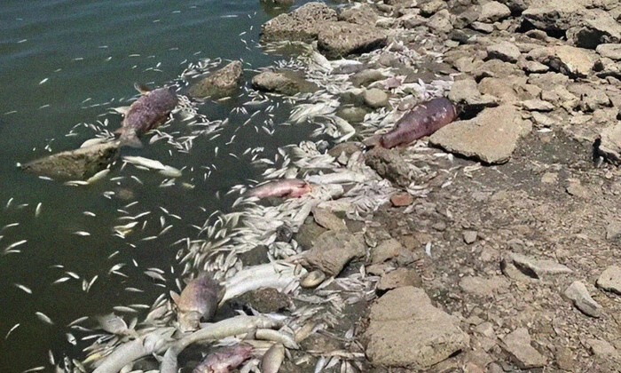 Річка Березань міліє: екологічна криза