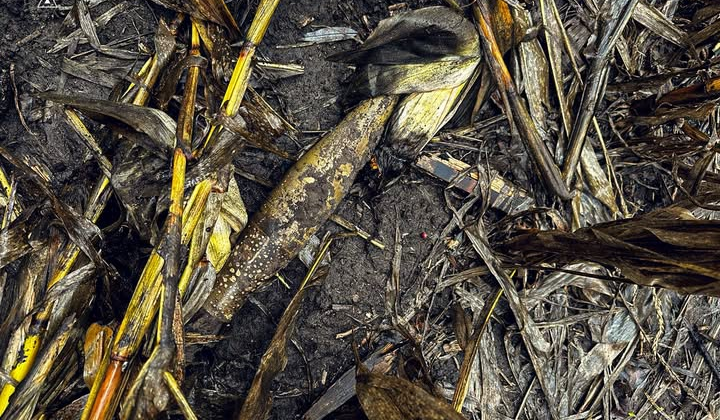 22 боеприпаса уничтожено в Сумщине