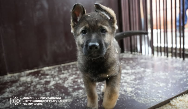 Майбутні рятувальники у розпліднику ДСНС