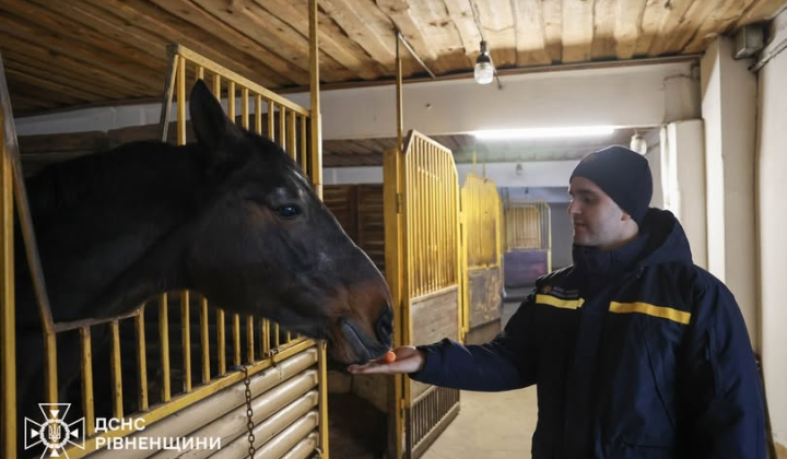 Рятувальники Рівненщини проходять іпотерапію з кіньми