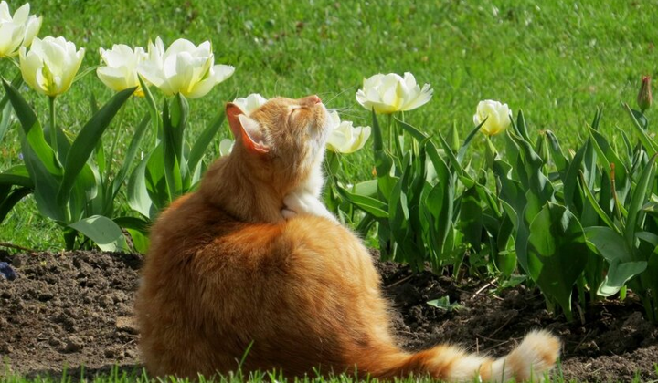 Погодні гойдалки: спека та дощі