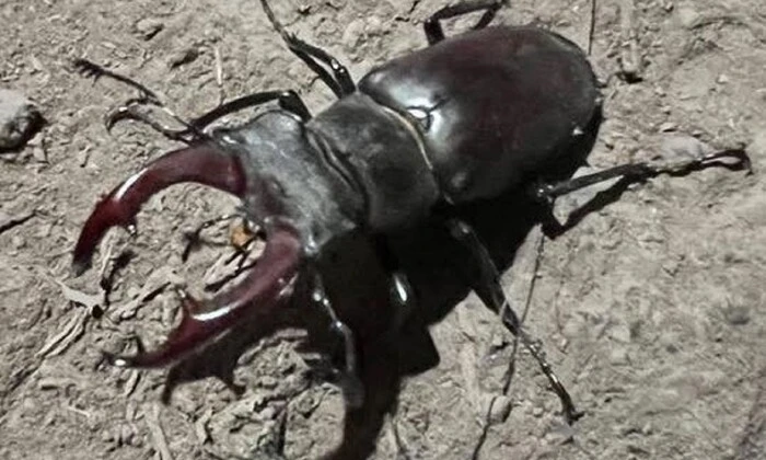 Stag beetles residing in bunkers