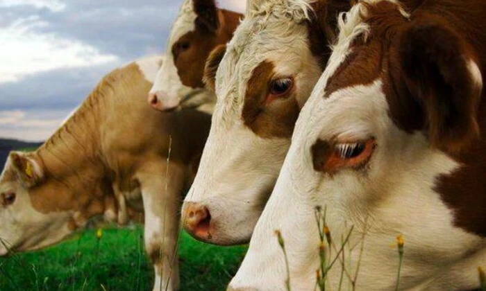 Вибух вірусного захворювання в Туреччині