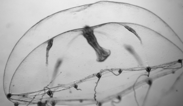 Jellyfish healing wounds without scars