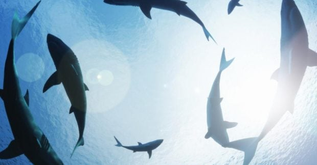 Sharks changing routes due to warming