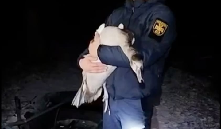 Лебеді, що примерзли до криги