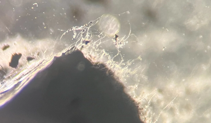 Ecosystem at a depth of 500 meters