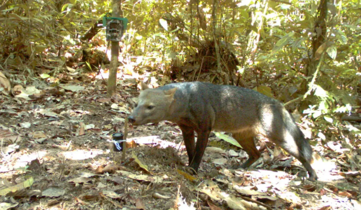 Rare ghost dog spotted in Amazon