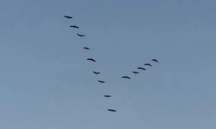 Ключі журавлів рядом з зимою